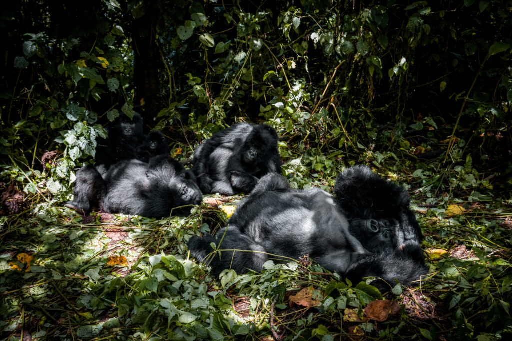 DRC, Rwanda & Burundi VI - 2