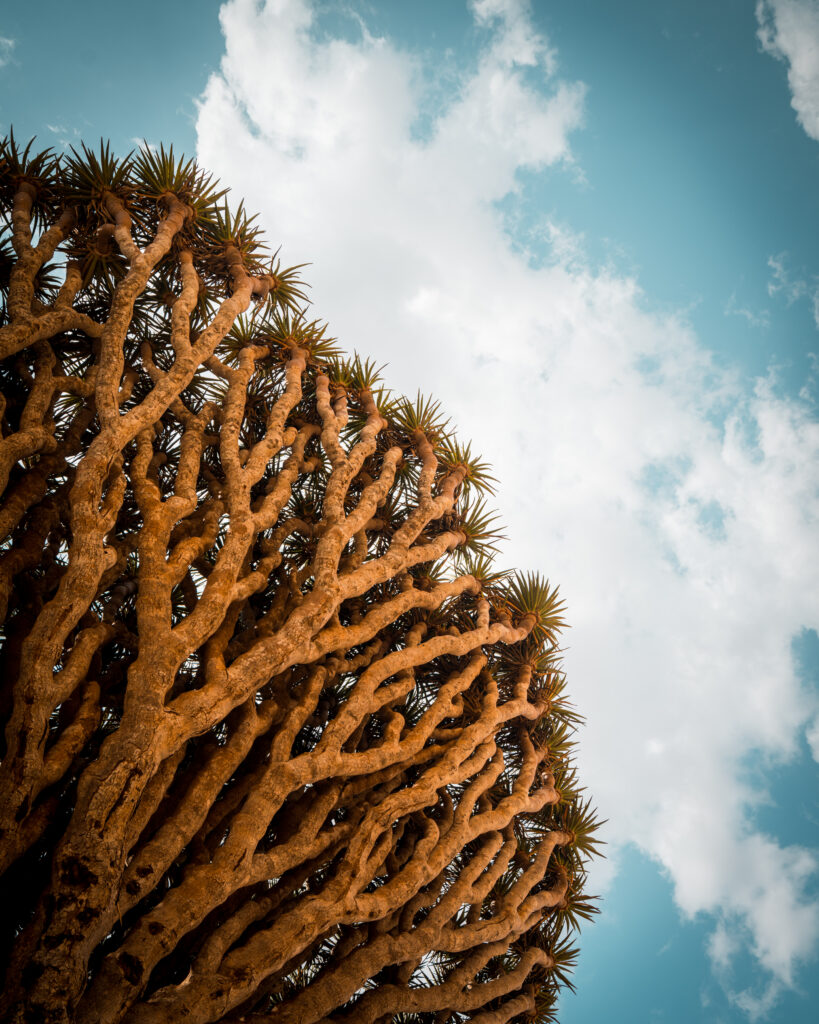 Socotra V - 2