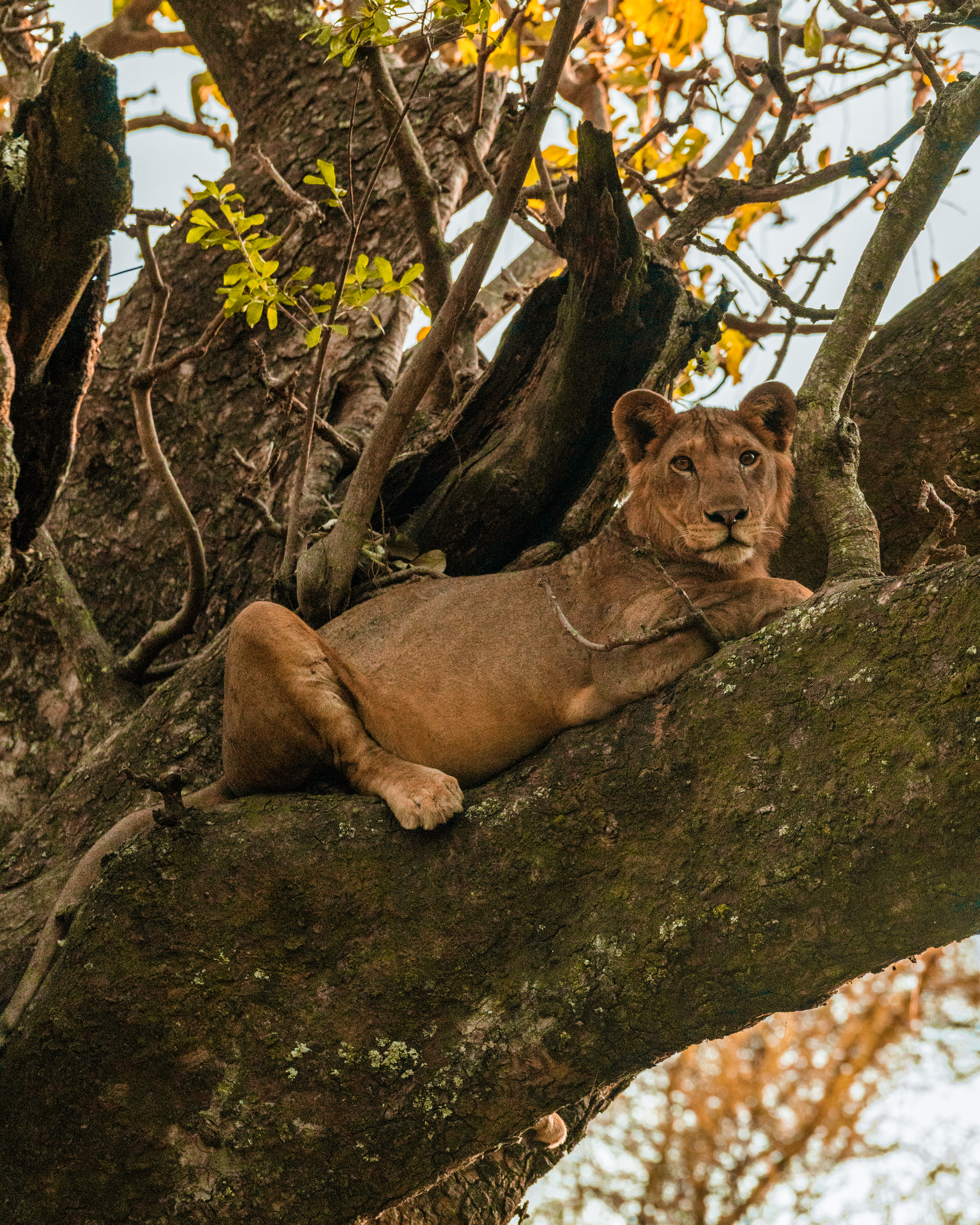 Uganda - 2