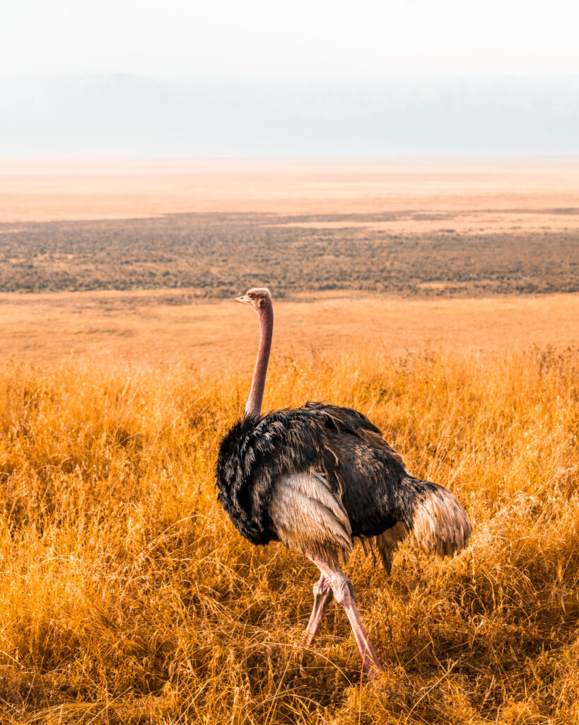 Kenya - 3