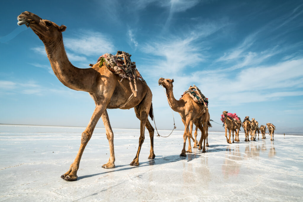 Eritrea & Djibouti I - 2