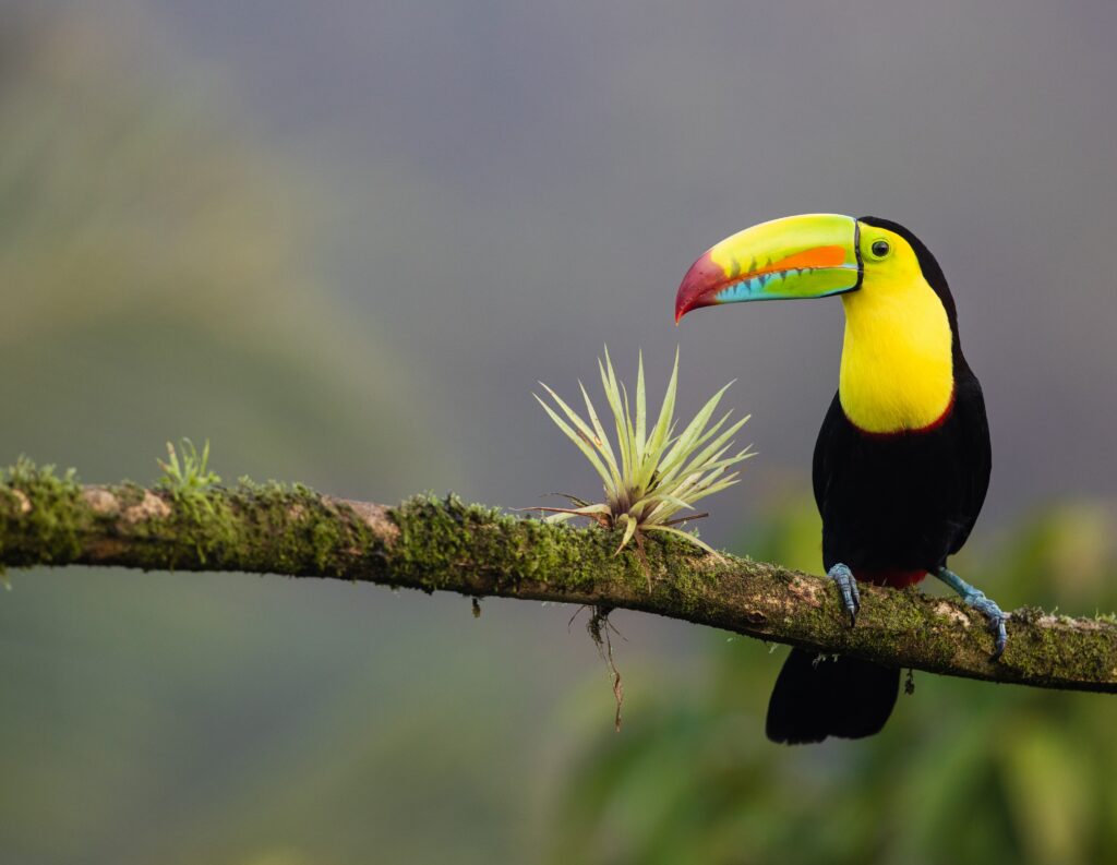 Central America III - 3
