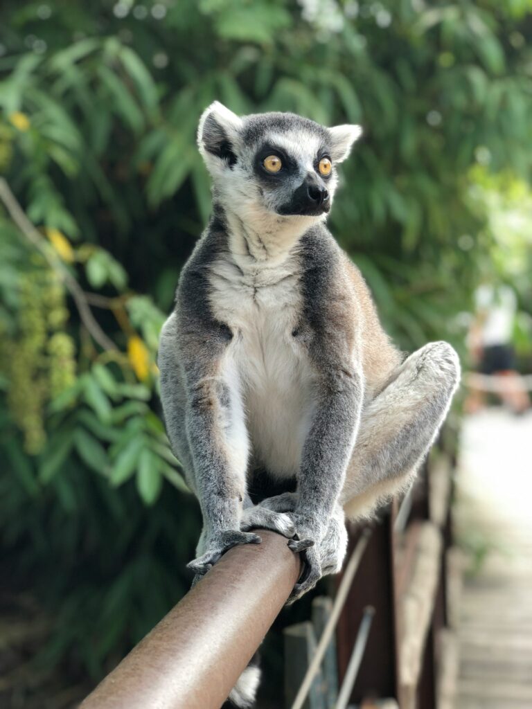 Madagascar I - 6