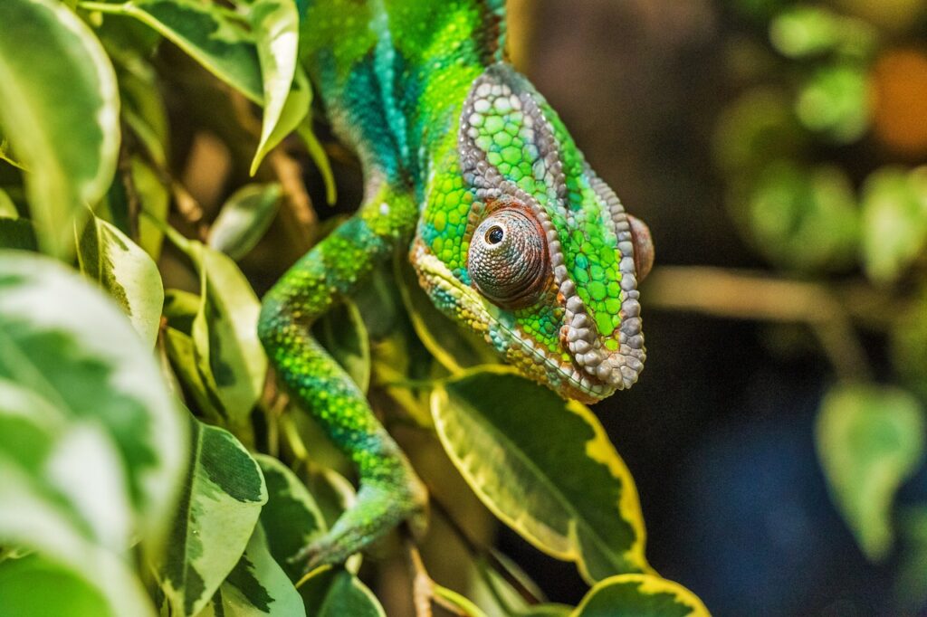 Madagascar I - 3