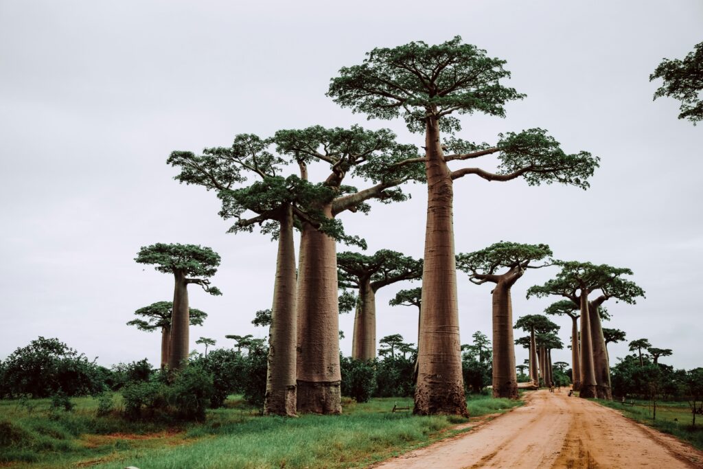 Madagascar I - 2