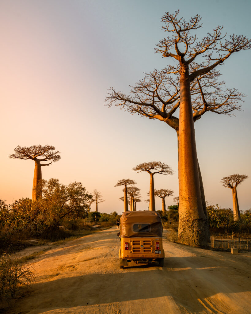 Madagascar I - 1