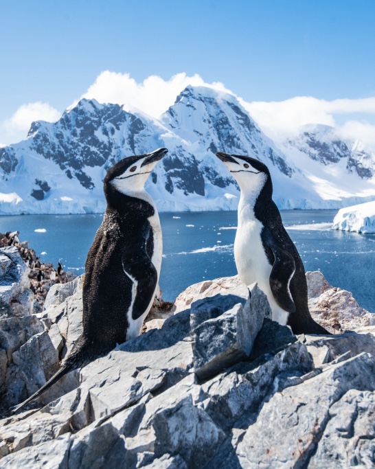 Antarctica, Falkand Islands and South Georgia