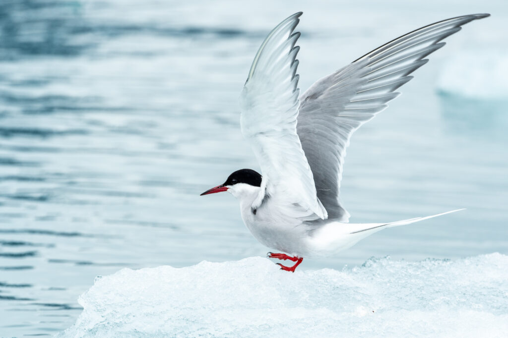 Svalbard - 5