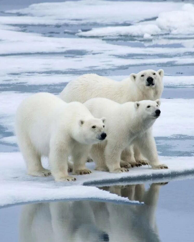Svalbard - 1