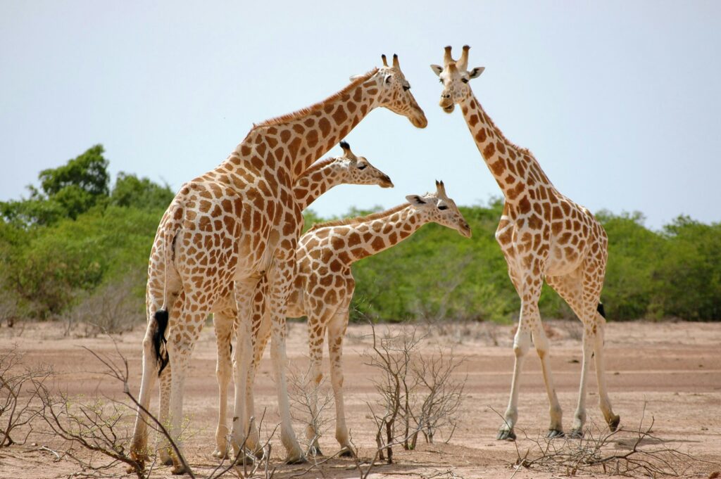 Niger - 1