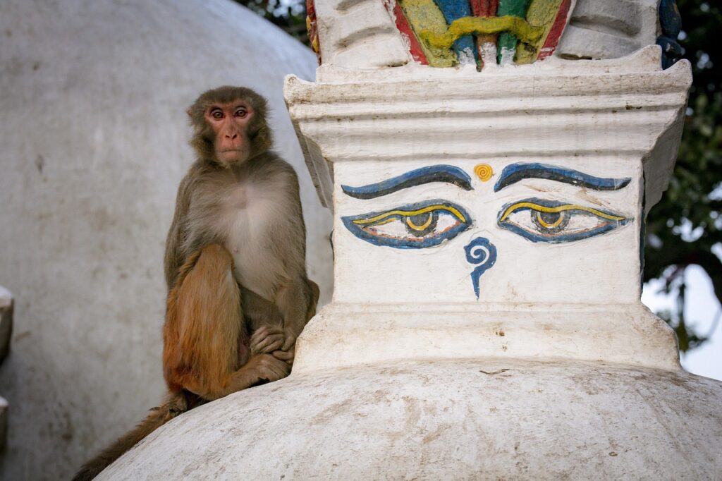 Kathmandu & Bhutan II - 3